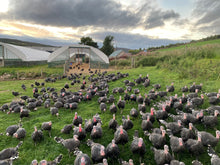 Load image into Gallery viewer, Ledmacoy Free Range Turkey Crown