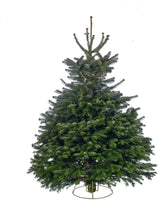 Load image into Gallery viewer, Christmas Tree - Nordmann Fir (various sizes)

